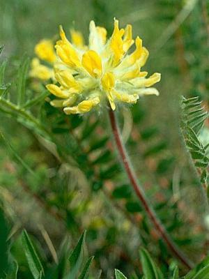 Astragalus vilnuzieds: ārstnieciskas īpašības un aug uz dārza zemes gabala