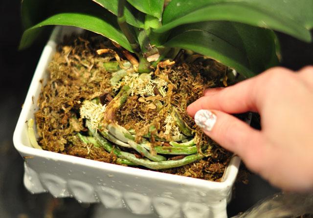 Kā transplantēt orhideju mājās? Instrukcijas