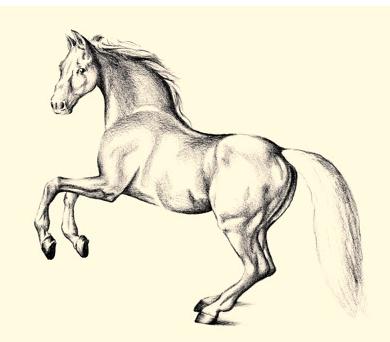 Tagad parunāsim par to, kā soli pa solim zīmēt zirgu zīmuli