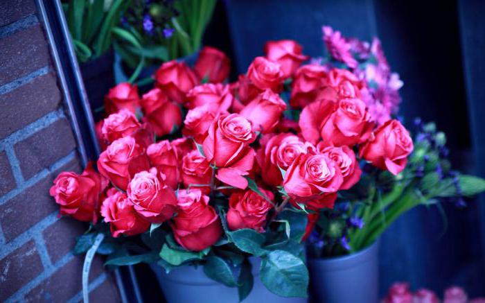 Interesanti fakti par rozi, pēc kura tu mīli šo ziedu