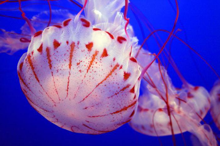 bīstami medūzas